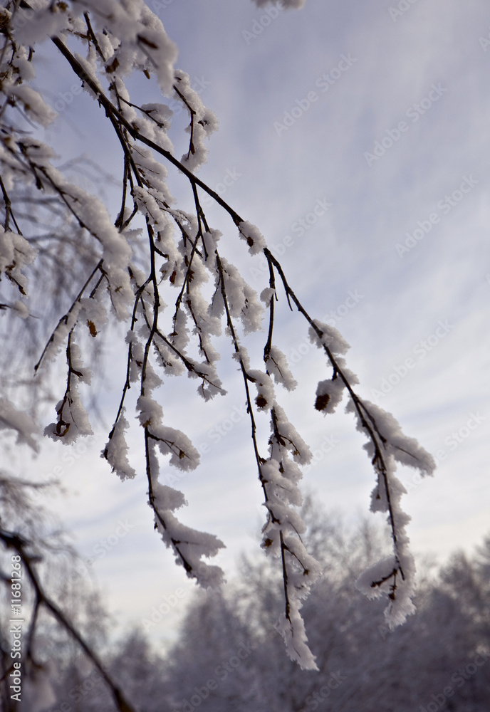 Rime on twigs against sky Rime on twigs against sky