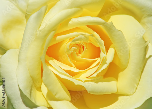 Macro of a light yellow rose