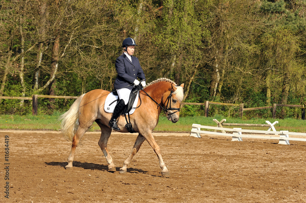 Pferde, Haflinger, Frau, Dressur Pferde, Haflinger, Frau, Dressur