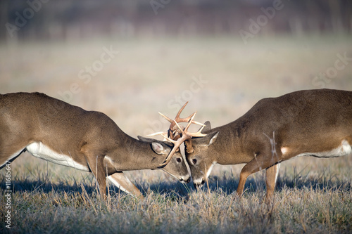 Canvas Print Whitetail deer fighting
