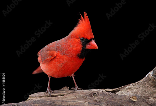 Northern Cardinal On A Log © Steve Byland