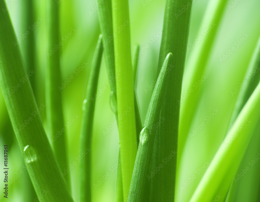 Fototapeta premium drops on green