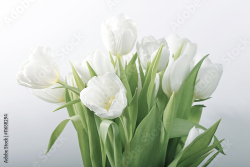 Fototapeta Naklejka Na Ścianę i Meble -  White spring tulips