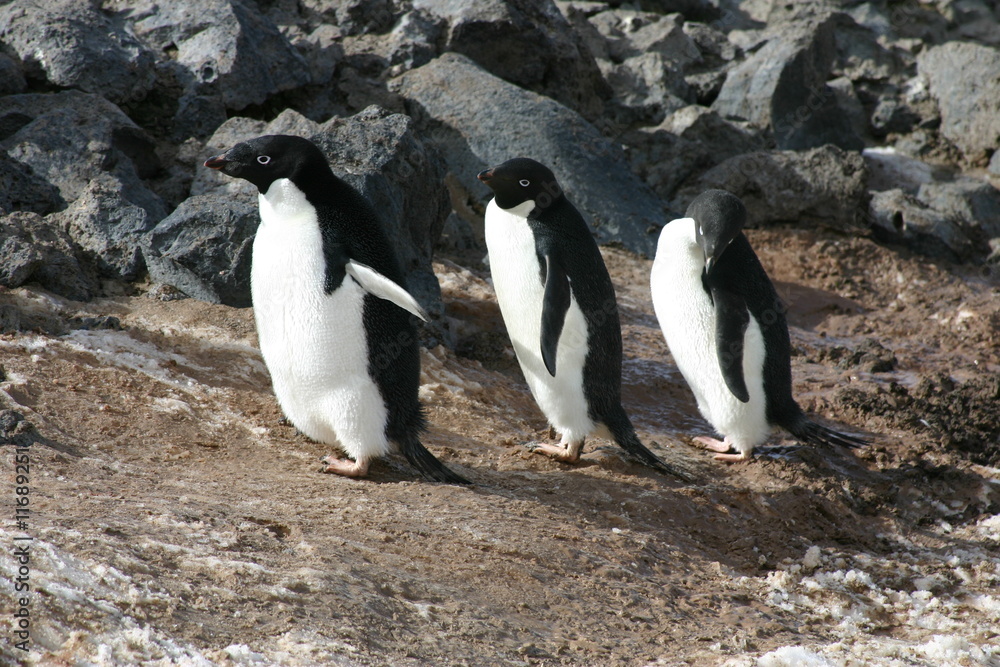 Obraz premium Penguin Trio