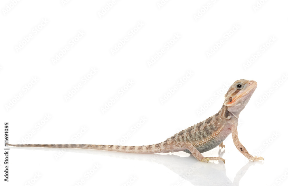 Fototapeta premium Translucent Bearded Dragon