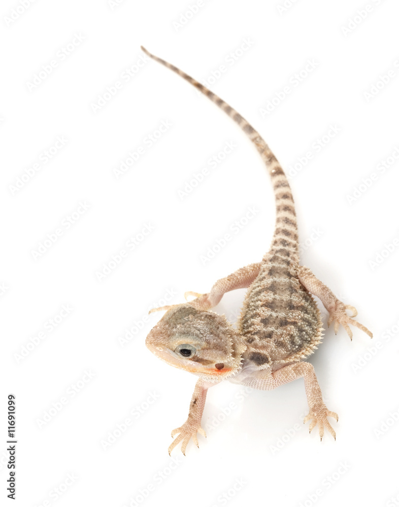 Obraz premium Translucent Bearded Dragon