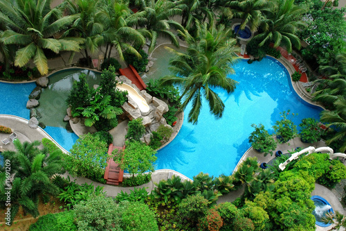Palm and Swimming pool top view photo
