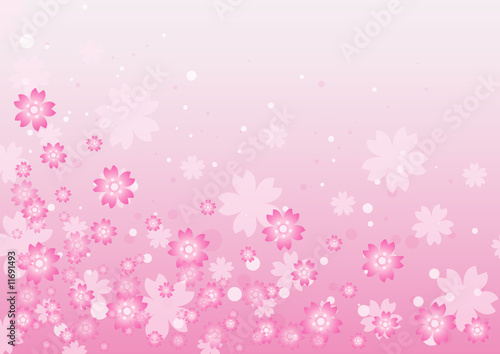 Cherry blossoms