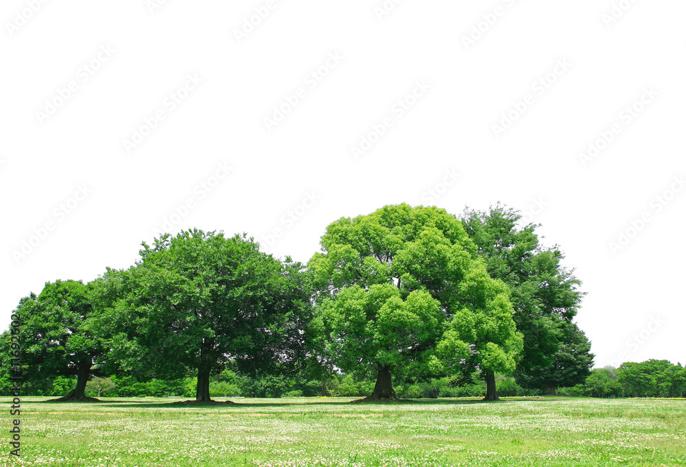 Obraz premium Forest_background