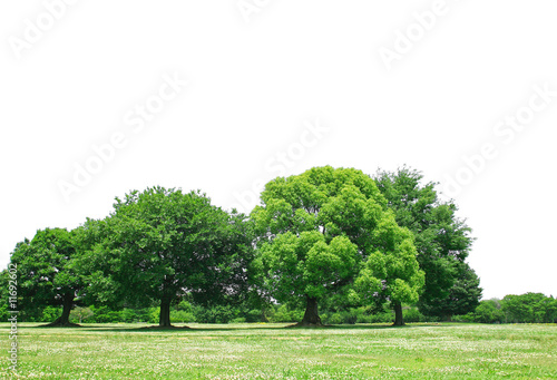Forest_background