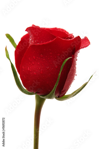 Red rose with drops