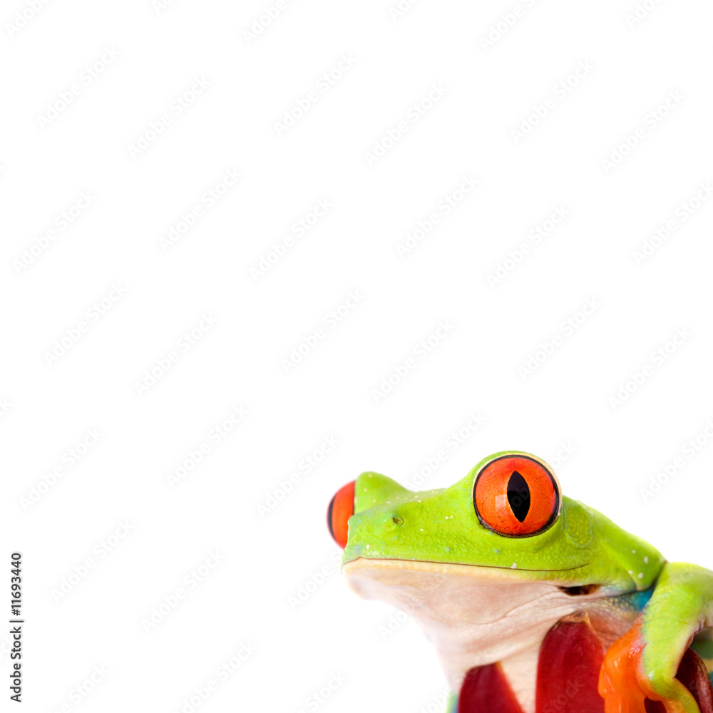 Obraz premium frog closeup one white with an empty board