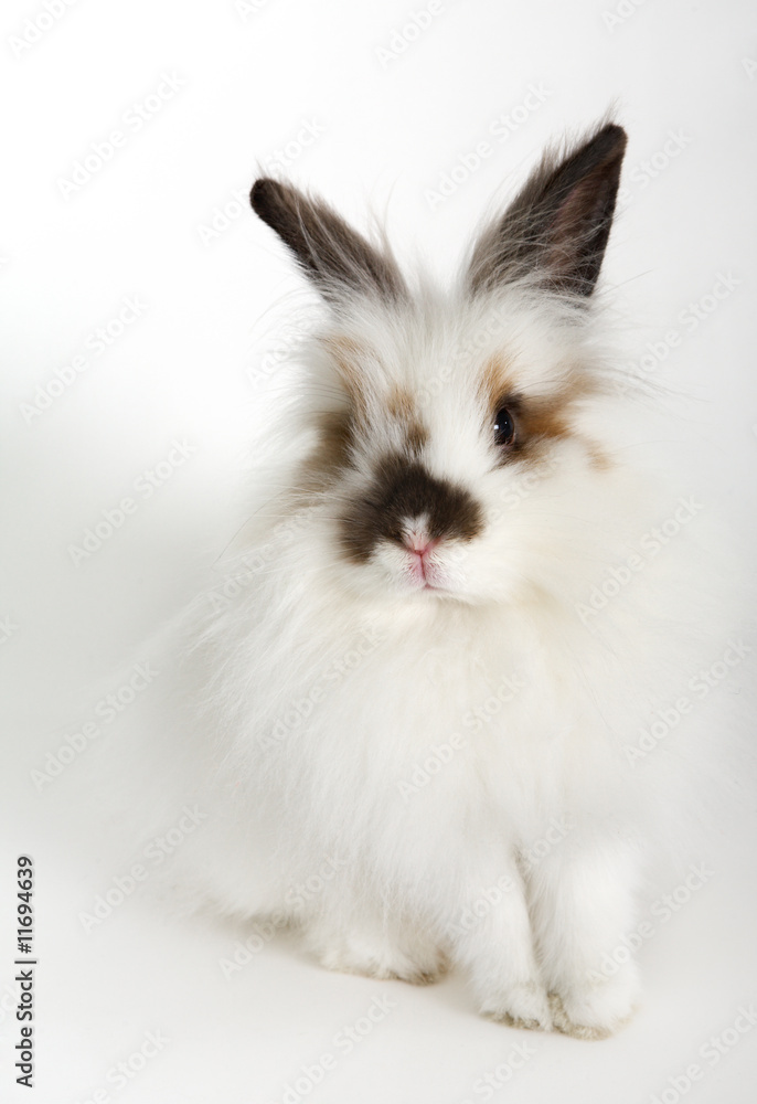 Little white rabbit Little white rabbit