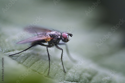 Fliege © Colian