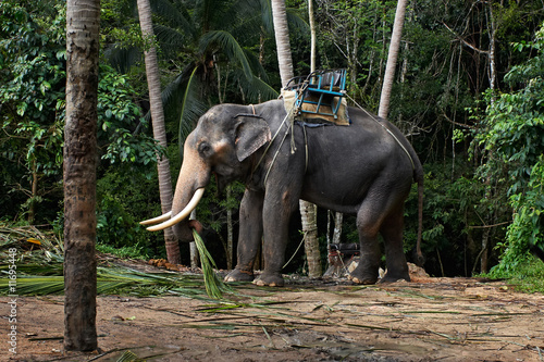 elephant taxi