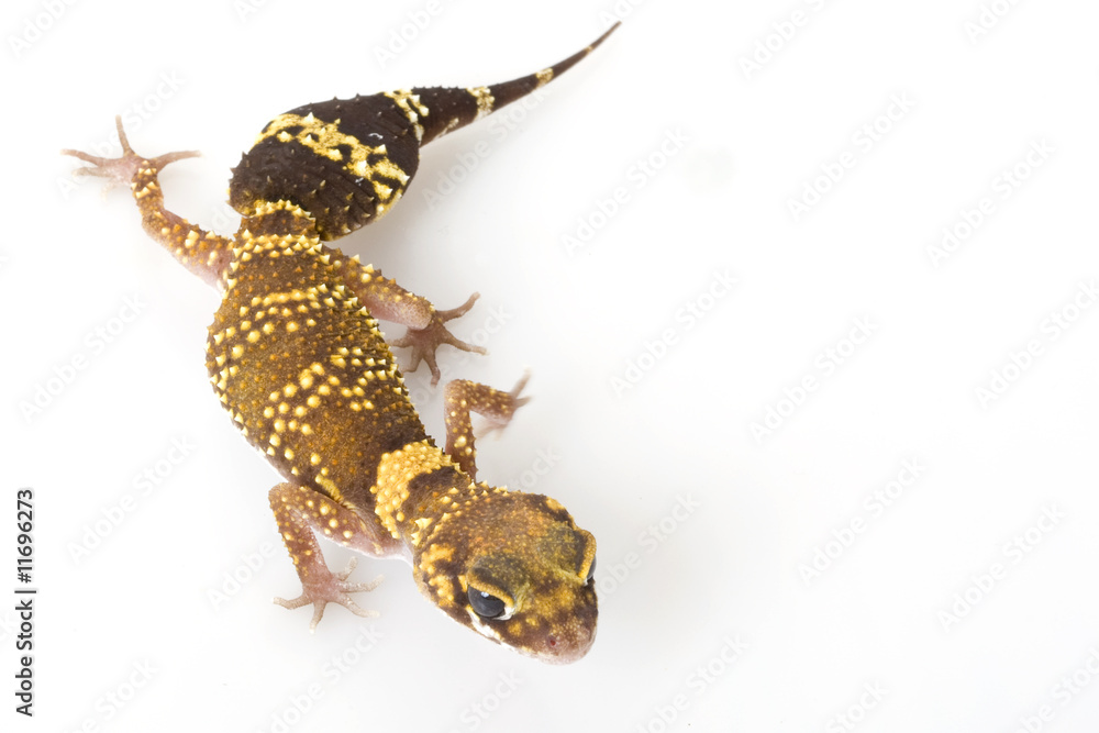 Naklejka premium Barking Gecko