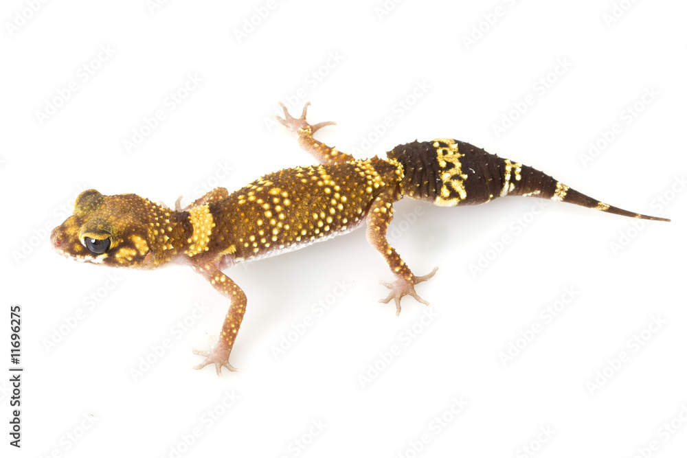 Obraz premium Barking Gecko