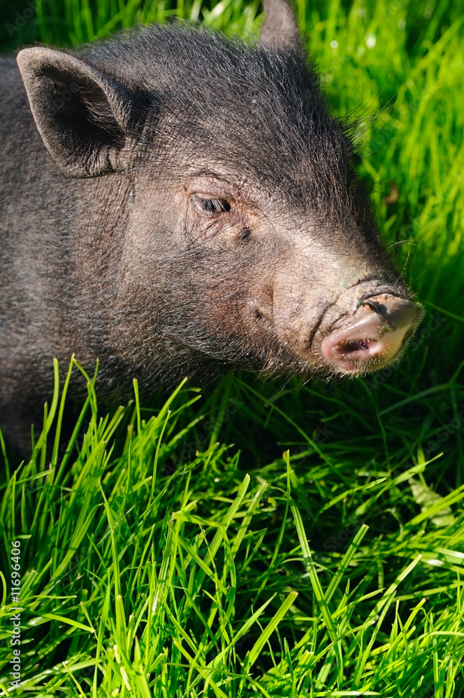 swine on grass