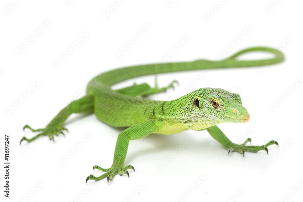Obraz premium Green Tree Monitor Lizard