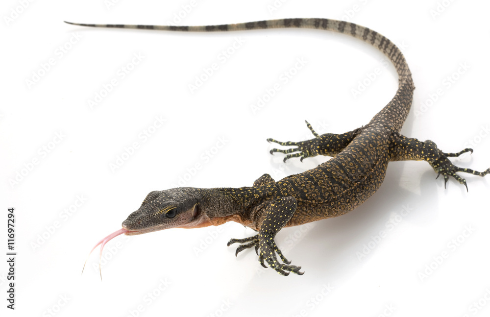 Naklejka premium Peach Throat Monitor Lizard