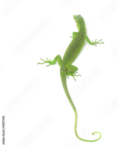 Green Tree Monitor Lizard