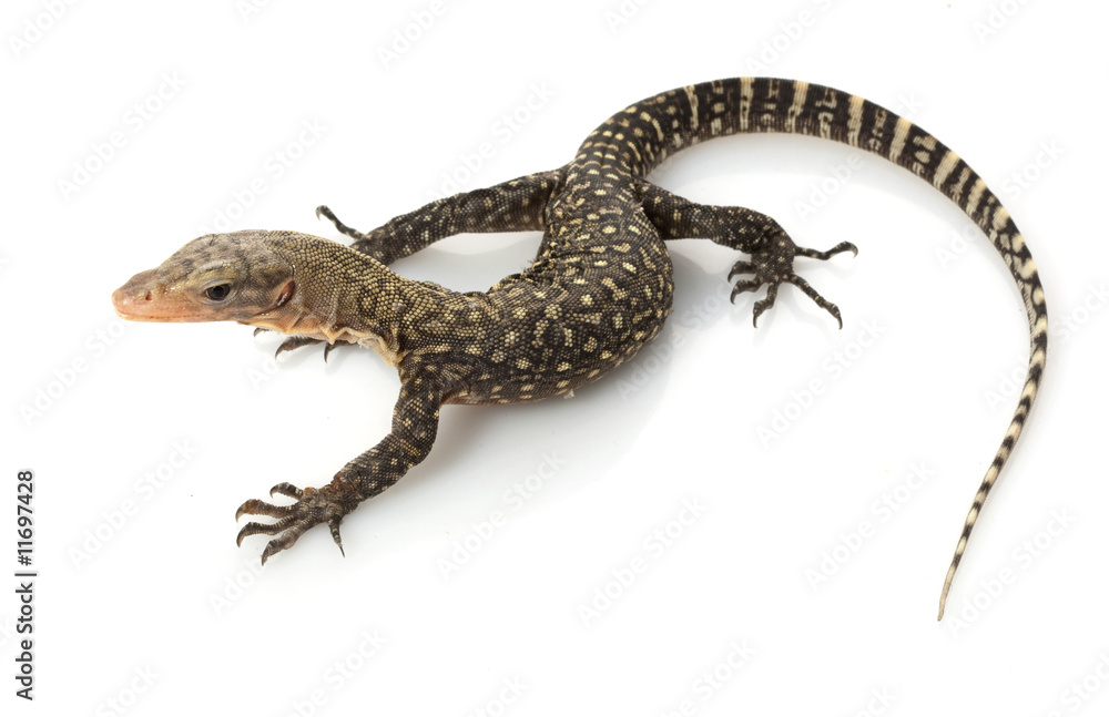 Yellow Monitor Lizard Yellow Monitor Lizard