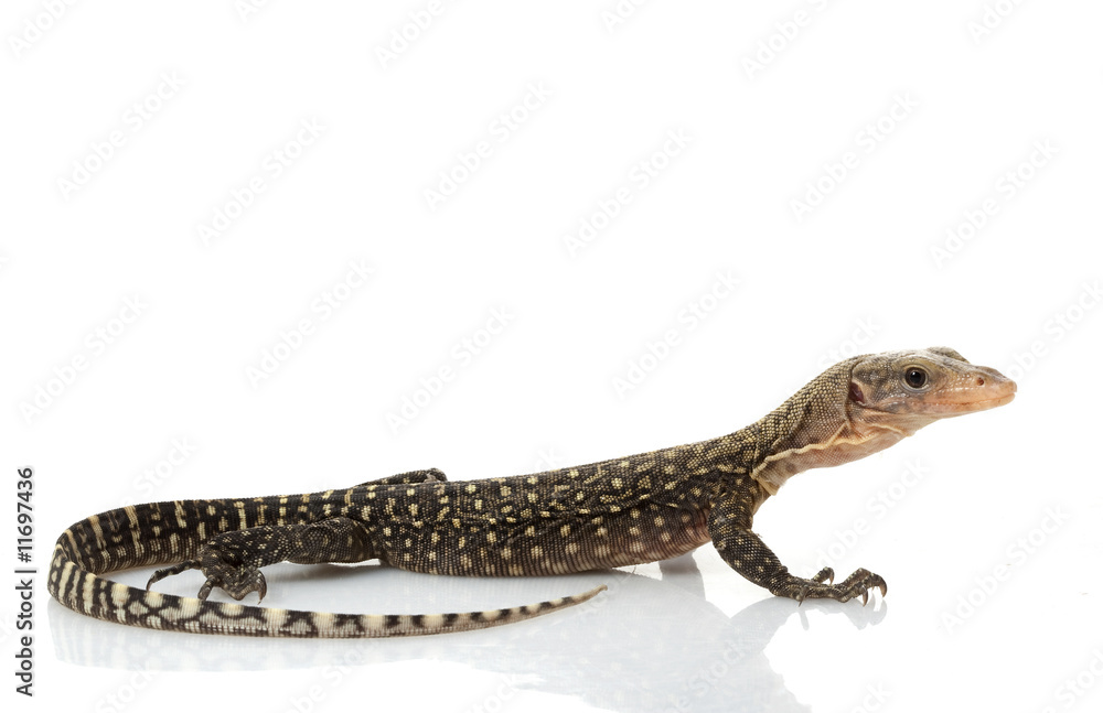 Yellow Monitor Lizard Yellow Monitor Lizard