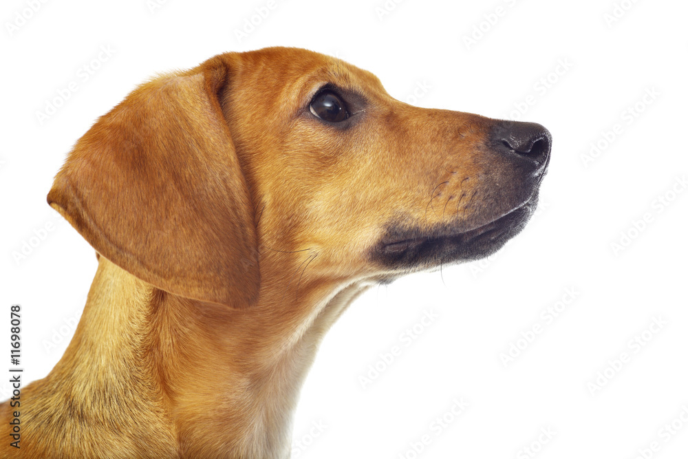 Dachshund puppy portrait