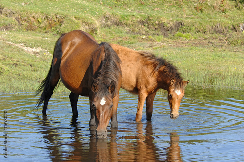Wild horses drinking in pond