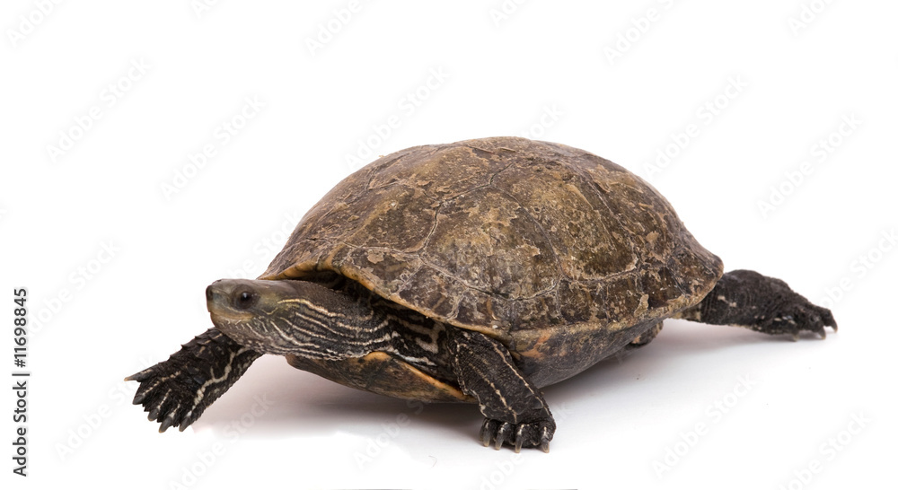 Obraz premium Walking caspian turtle