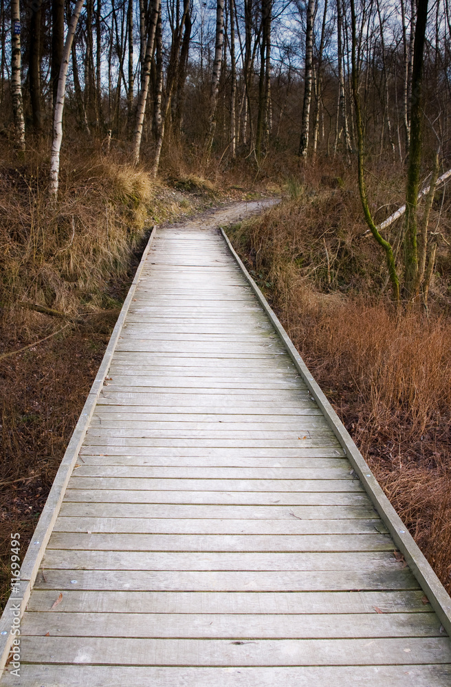 wooden forest bridge