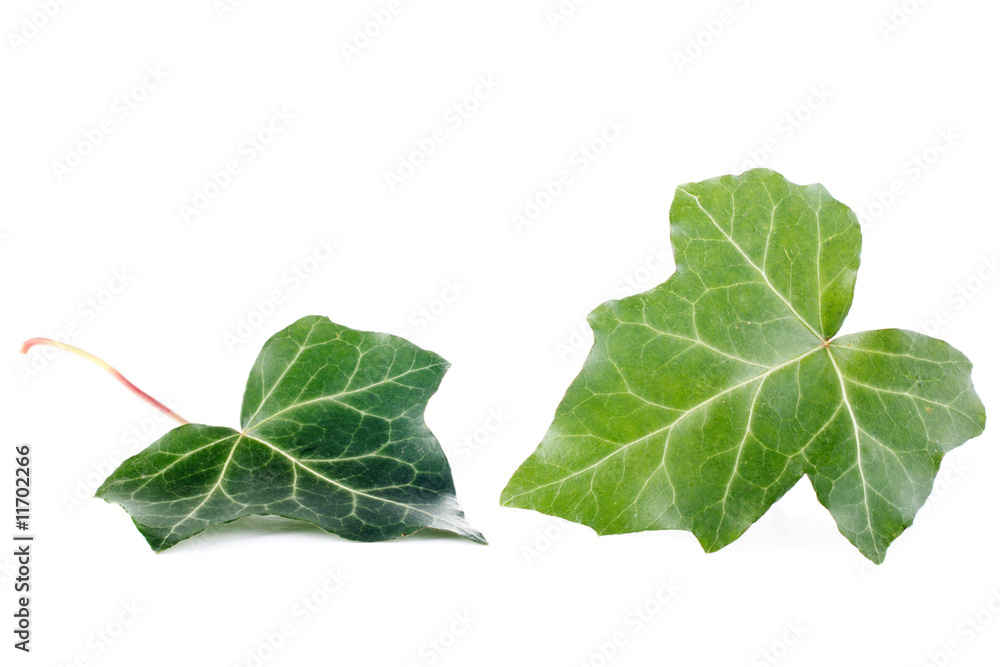 Fototapeta premium ivy leaves