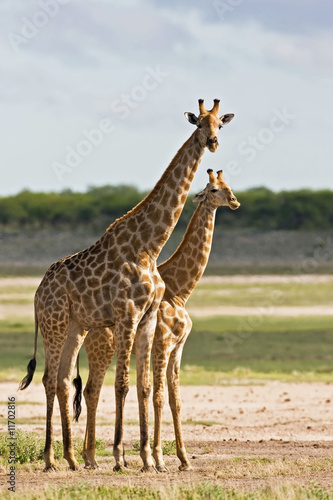 Giraffe