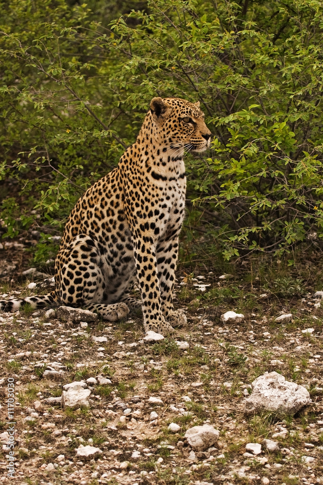 Obraz premium Close-up of Leopard