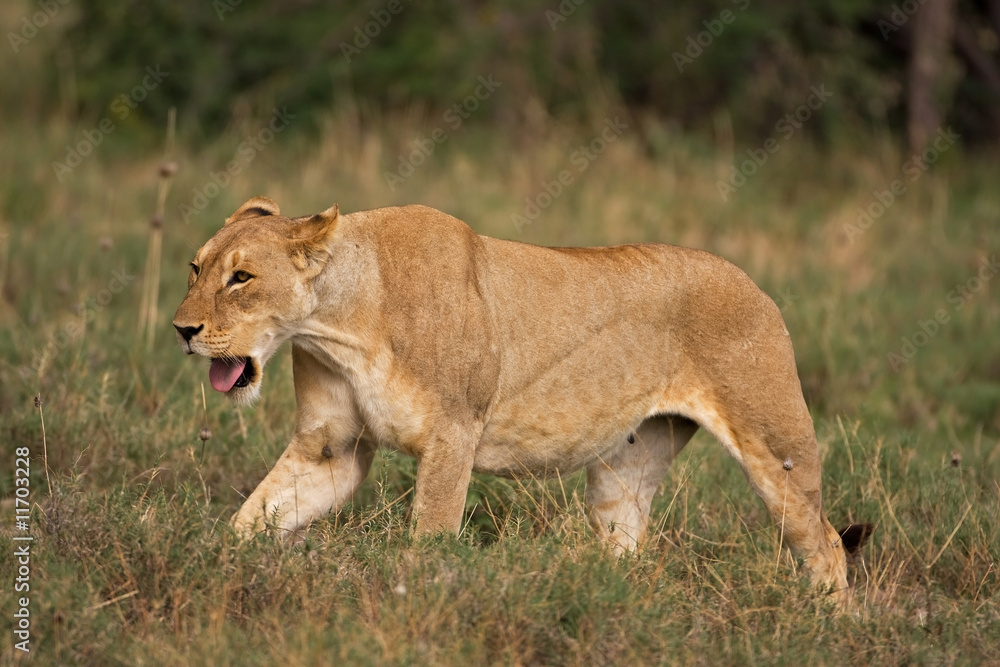 Fototapeta premium Lioness