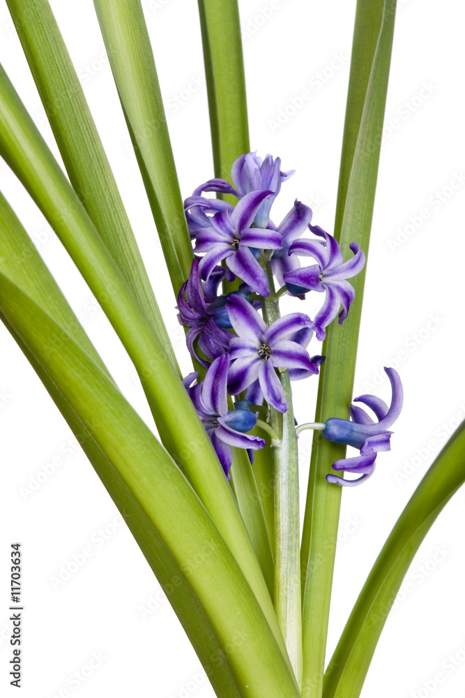 Fototapeta premium hyacinth