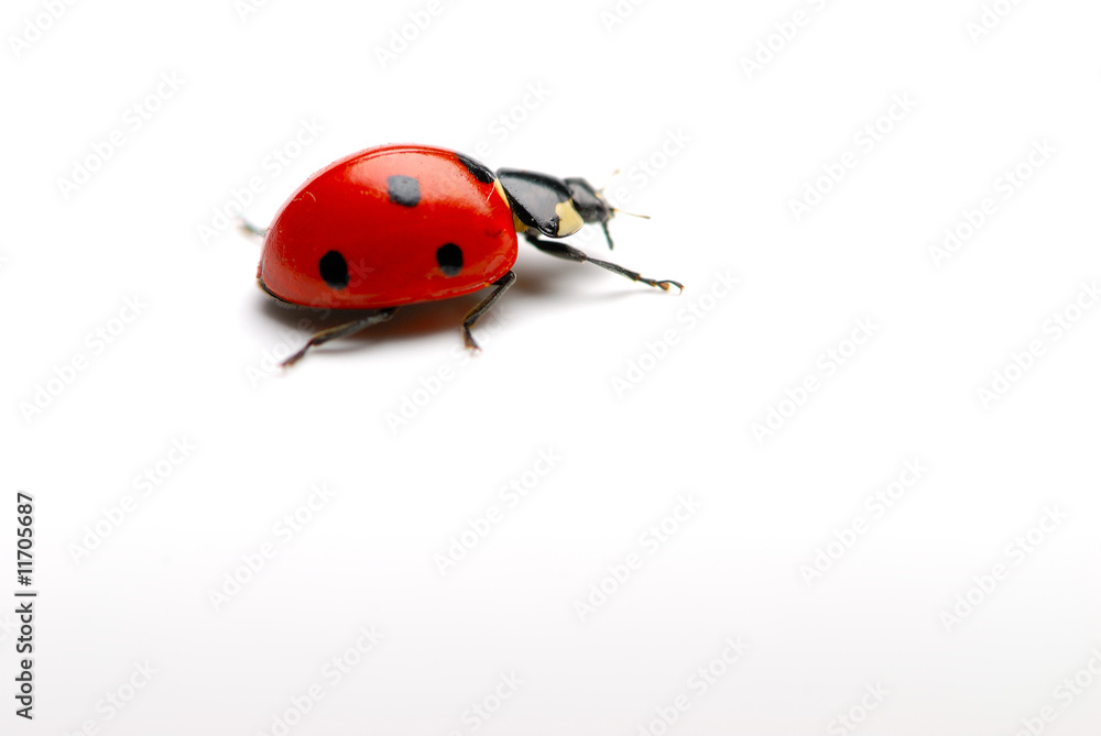 coccinelle coccinelle