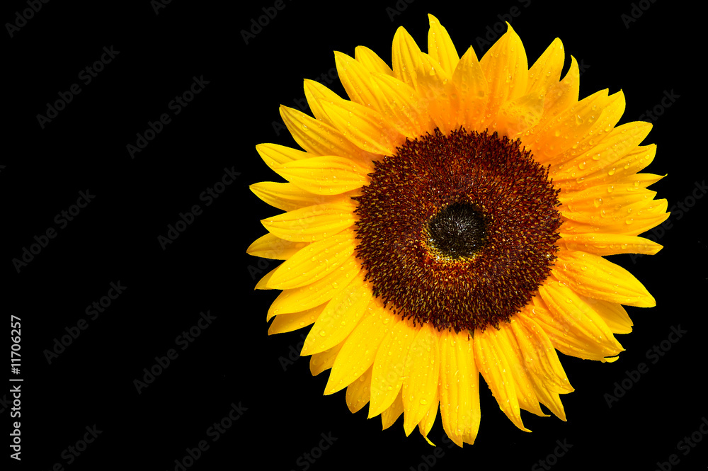 Fototapeta premium Sonnenblume