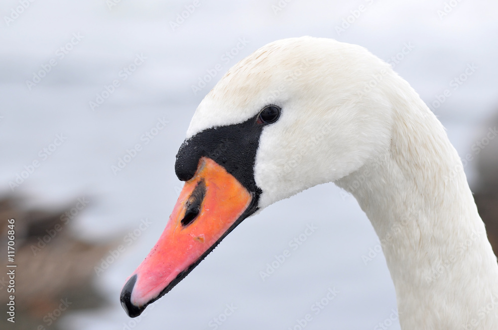 Fototapeta premium swan in winter