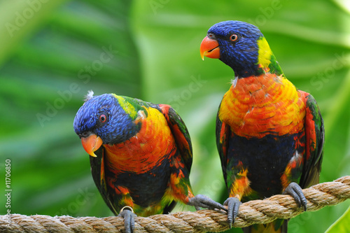 Fotografi rainbow lorikeet