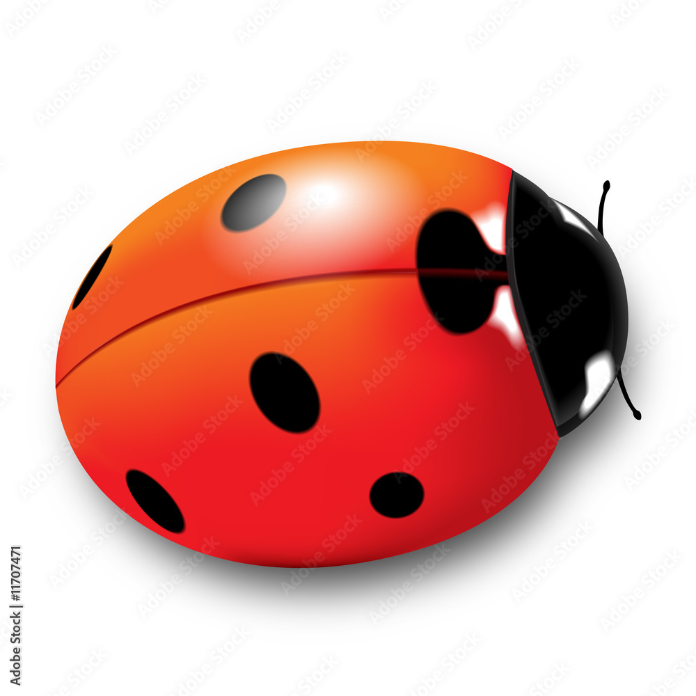 Fototapeta premium Coccinelle
