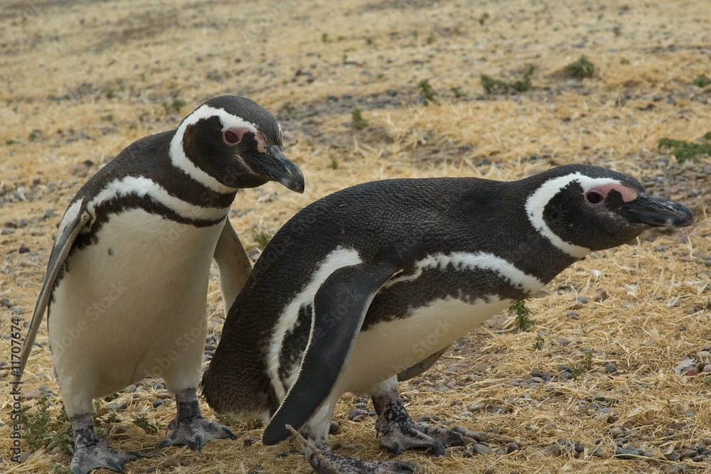 Obraz premium Two Magellanic penguins (Spheniscus magellanicus)