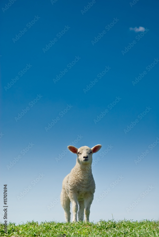 Fototapeta premium cute lamb