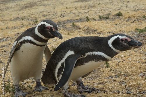 Two Magellanic penguins (Spheniscus magellanicus) © David Thyberg