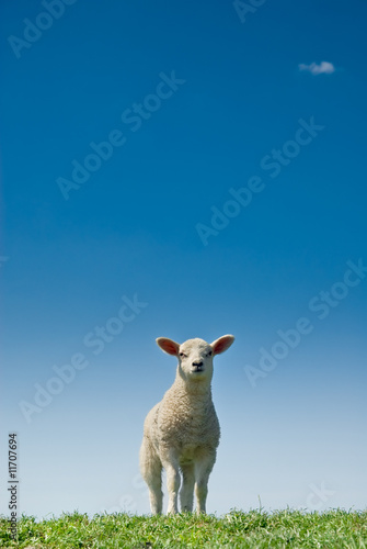 Fototapeta cute lamb