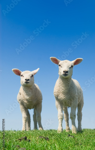 cute lambs