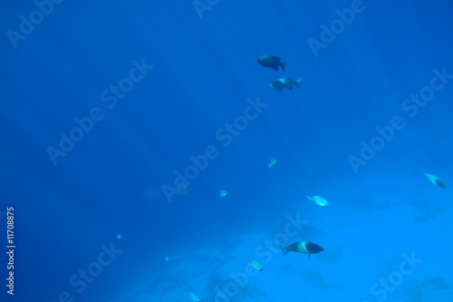 Unterwasser mit Fischen © Georges Vacheresse