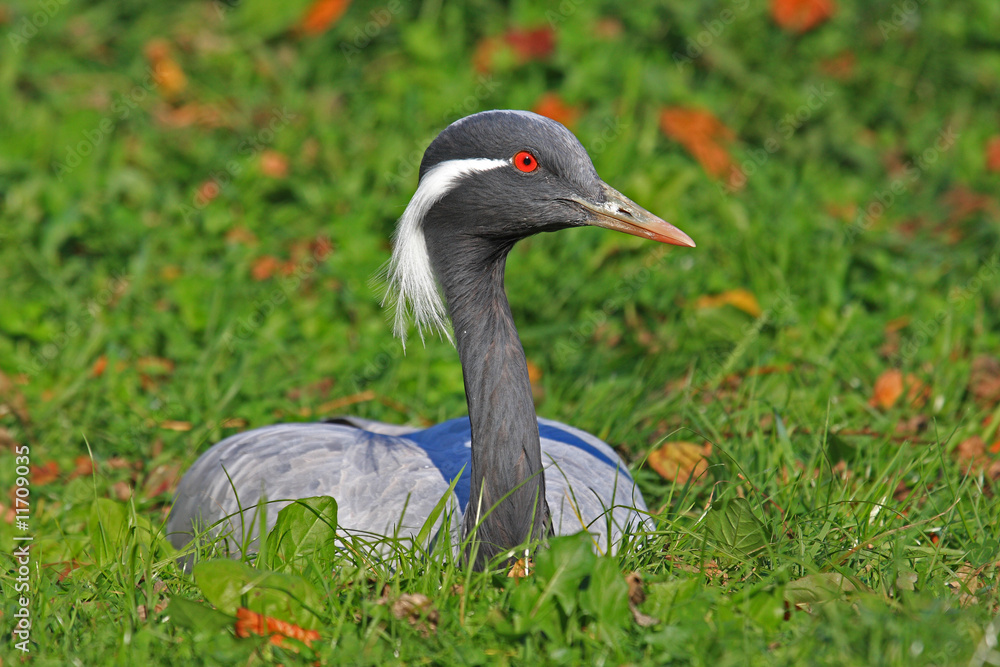 Jungfernkranich, Kranich