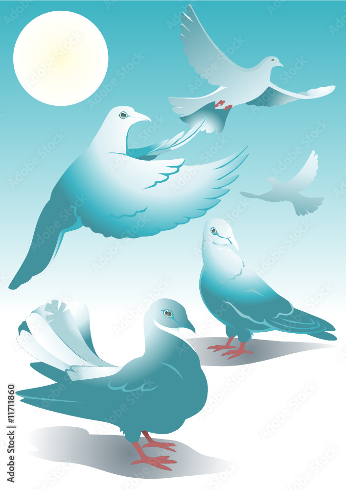 Fototapeta premium Pigeons