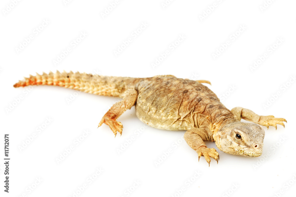 Naklejka premium Spiny-tailed lizard